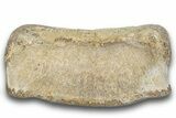 Hadrosaur (Edmontosaurus) Phalanx - Montana #246230-3